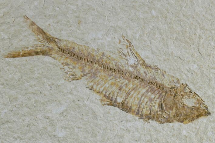 Detailed Fossil Fish (Knightia) - Wyoming #165866